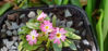 Picture of Primula warshenewskiana
