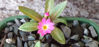 Picture of Primula warshenewskiana