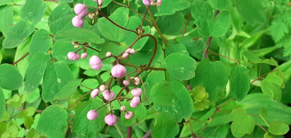 Picture of Thalictrum 'Elin'