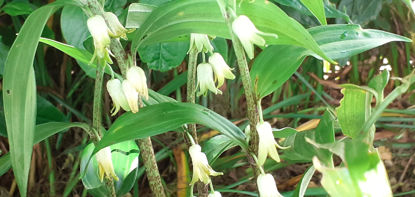 Picture of Disporopsis Pernyi