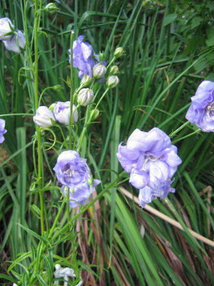 Picture of Campanula persicifolia 'Pride of Exmouth