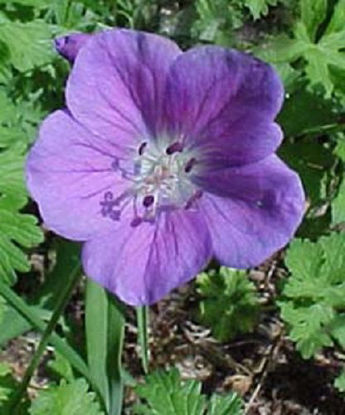 Picture of Geranium Grandiflorum - 5 pieces