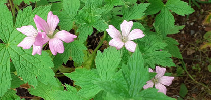 Picture of Geranium x oxonianum 'Frank Lawley' - 5 pieces