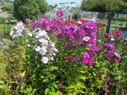 Picture of Phlox Paniculata MIxed