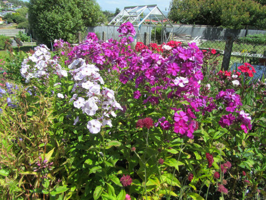 Picture of Phlox Paniculata MIxed