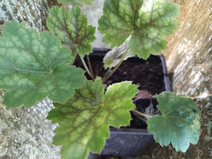 Picture of Heuchera sanguinea alba