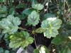 Picture of Heuchera sanguinea alba