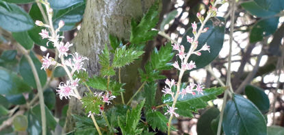Picture of Astilbe simplicifolia 'Sprite' - 5 pieces