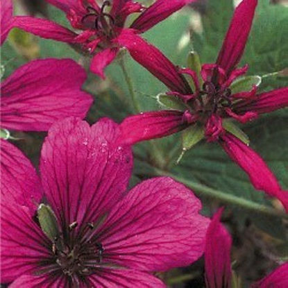 Picture of Geranium armenum 'Red Propellors'