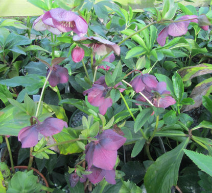 Picture of Helleborus x orientalis - mixed
