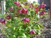 Picture of Helleborus x orientalis - mixed