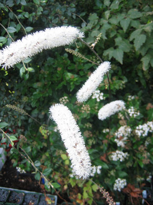 Picture of Cimicifuga americana - 20 seeds