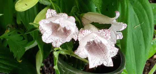 Picture of Campanula punctata 'Milky Way' - 5 pieces