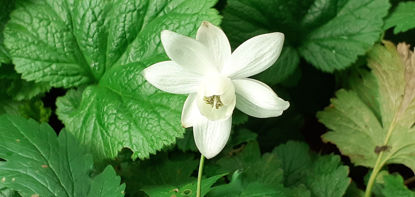 Picture of Anemonopsis macrophylla mixed varieties