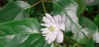 Picture of Anemonopsis macrophylla mixed varieties