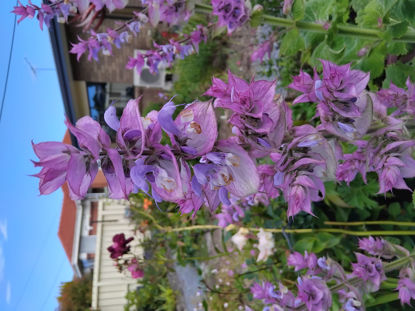 Picture of Salvia schlarea var. turkestanica 'Vatican Pink'