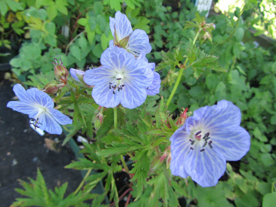 Picture of Geranum pratense 'Mrs Kendall Clarke'