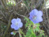 Picture of Geranum pratense 'Mrs Kendall Clarke'