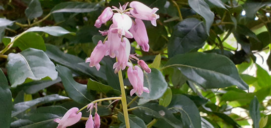 Picture of Dicentra cucullaria