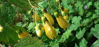Picture of Kirengeshoma palmata