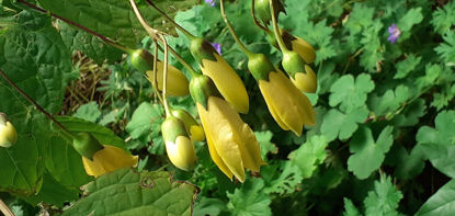Picture of Kirengeshoma palmata