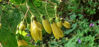 Picture of Kirengeshoma palmata