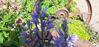 Picture of Camassia - 3 small sized bulbs