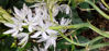 Picture of Camassia - 3 small sized bulbs