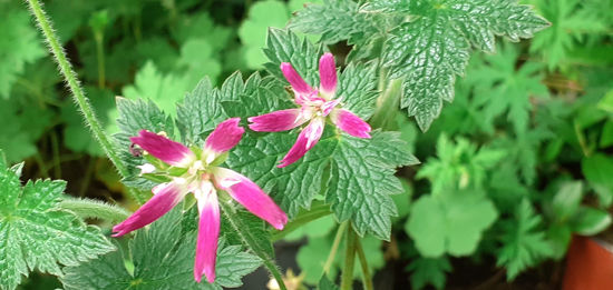 Picture of Geranium  oxonianum f. thurstonianum