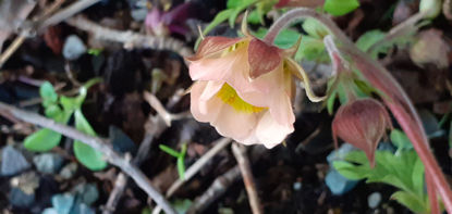 Picture of Geums -10 plants