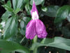 Picture of Roscoea auriculata