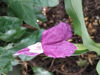 Picture of Roscoea auriculata