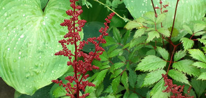 Picture of Astilbe arendsii 'Fanal'