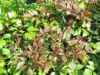 Picture of Astilbe arendsii 'Fanal'