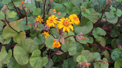 Picture of Ligularia dentata