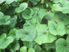 Picture of Ligularia dentata