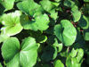 Picture of Ligularia dentata