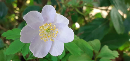 Picture of Anemone nemorosa - 5 pieces