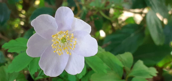 Picture of Anemone nemorosa - 5 pieces