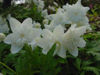 Picture of Anemones - 10 plants