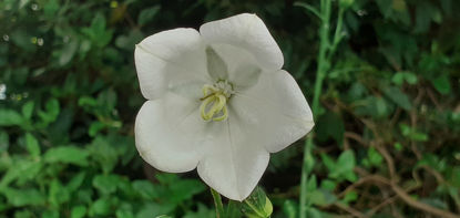 Picture of Campanulas persicifolia alba - 10 plants