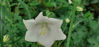 Picture of Campanulas persicifolia alba - 10 plants