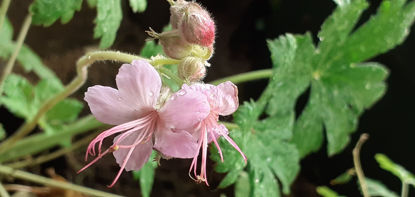 Picture of Geraniums - 10 plants