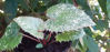 Picture of Helleborus argutifolius 'Pacific Frost' - 10 plants