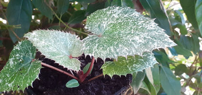 Picture of Helleborus argutifolius 'Pacific Frost' - 10 plants