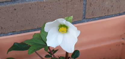 Picture of Helleborus niger 'White Magic' - 10 plants