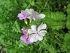 Picture of Primula sieboldii Mixed. 10 plants