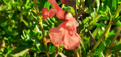 Picture of Salvia x jamensis 'Salmon Queen' - 10 plants