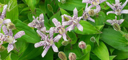 Picture of Tricyrtis hirta - 10 plants
