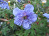 Picture of Geranium pratense 'Plenum'